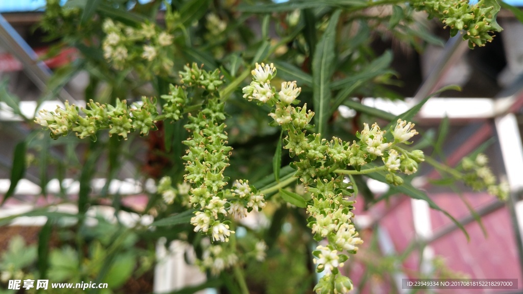 赶黄草花花