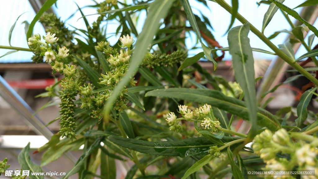 赶黄草花花