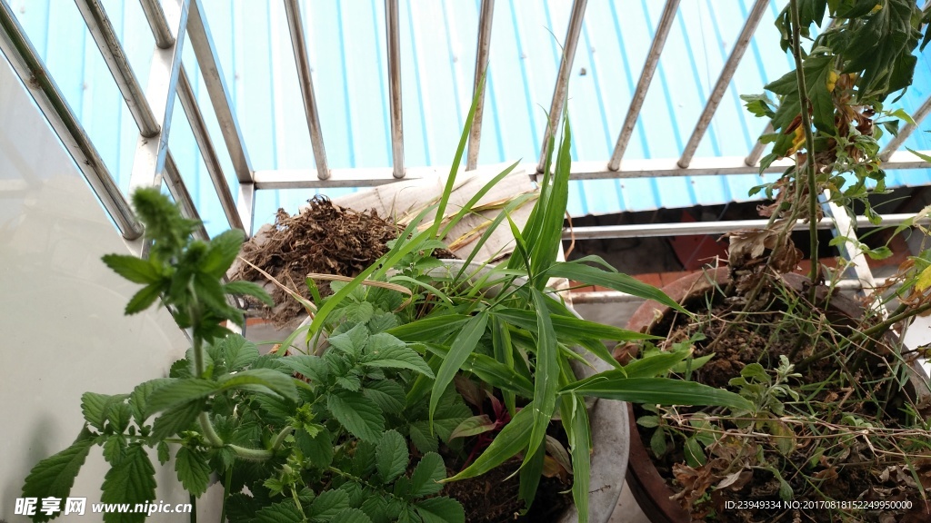 仙鹤草