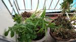 仙鹤草