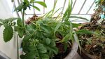 仙鹤草