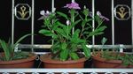 长春花