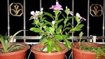长春花