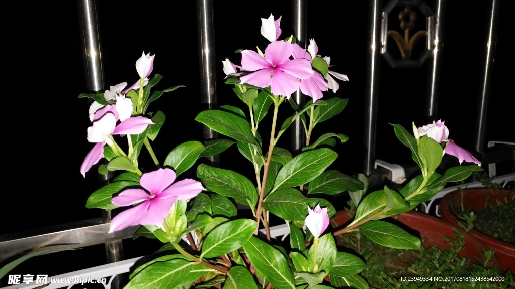 长春花