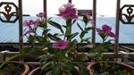 长春花