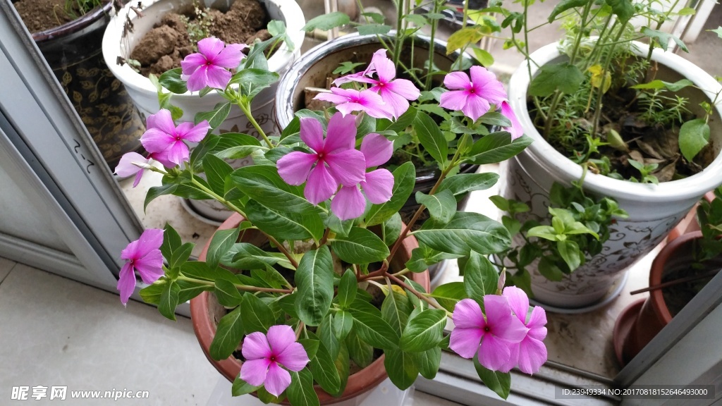 长春花