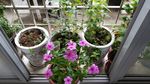 长春花