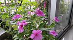 长春花