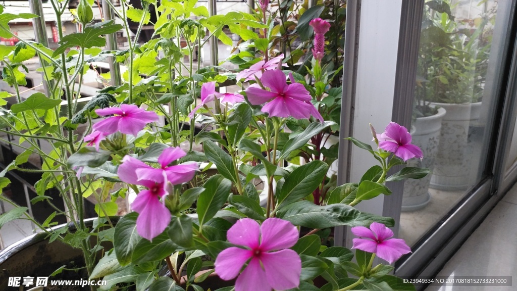 长春花