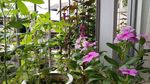 五指山叁 鸡冠花 长春花