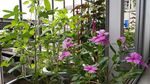 长春花