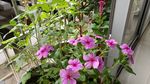 箭叶秋葵 长春花 鸡冠花