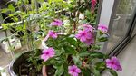红花叁 四季梅