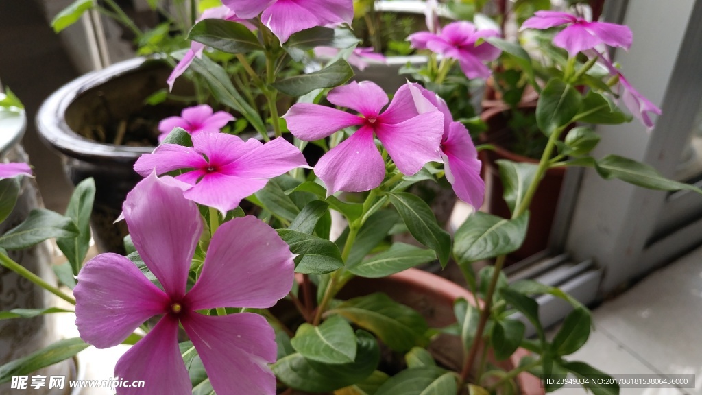 长春花