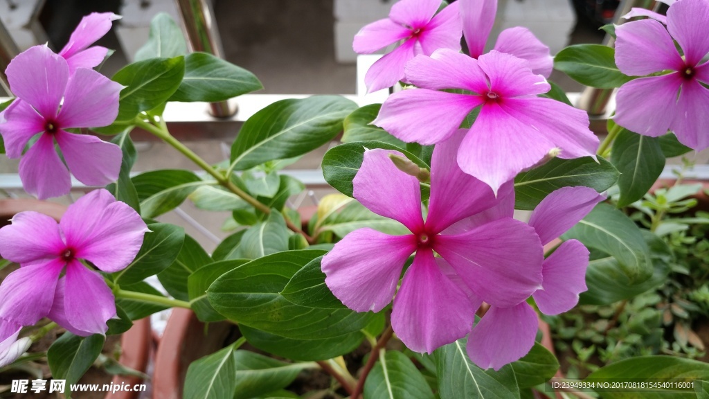 长春花