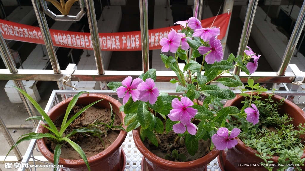 四季梅