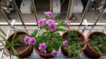 四季梅 垂盆草 青叶吊兰