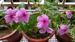 长春花