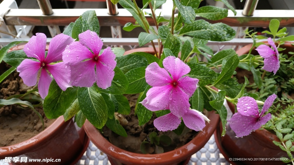 长春花