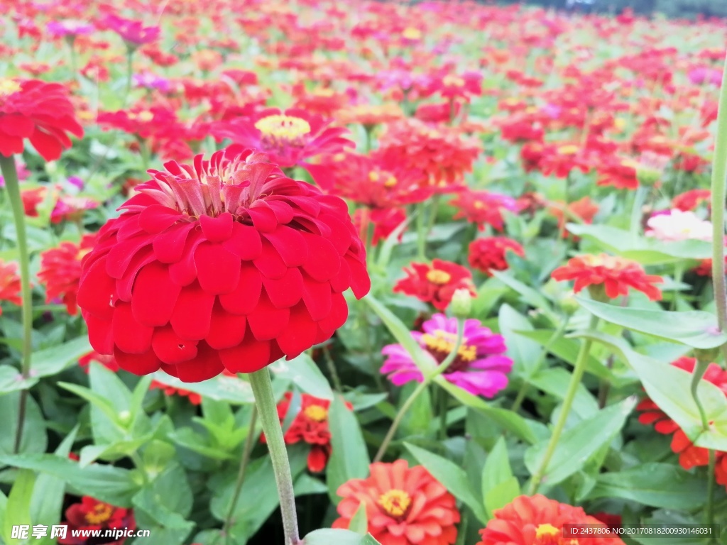 花