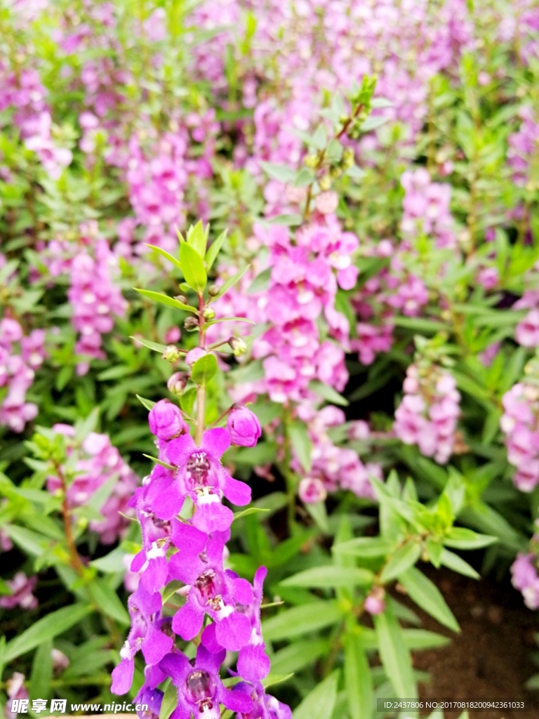 花