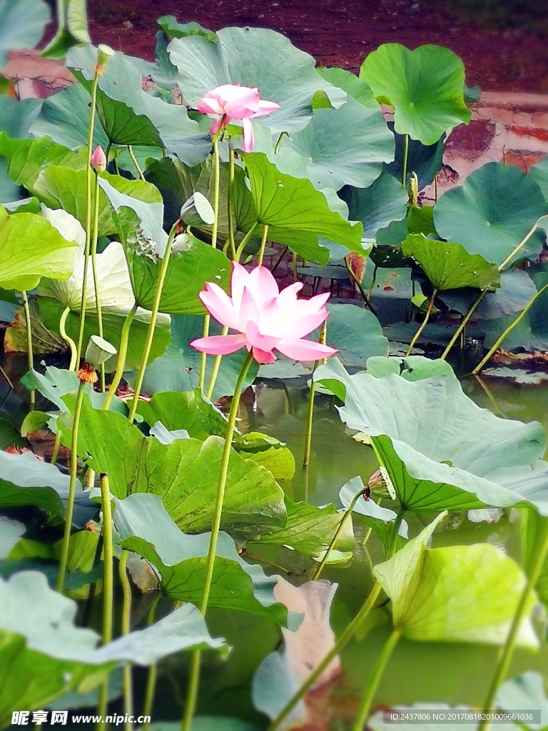 荷花