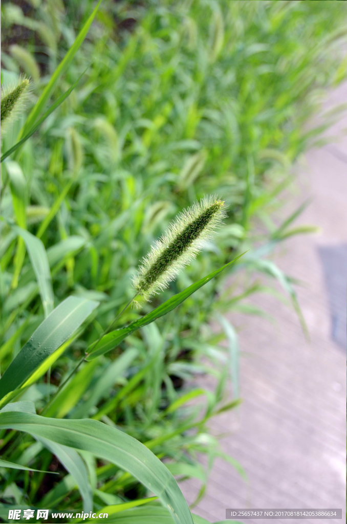 马尾草