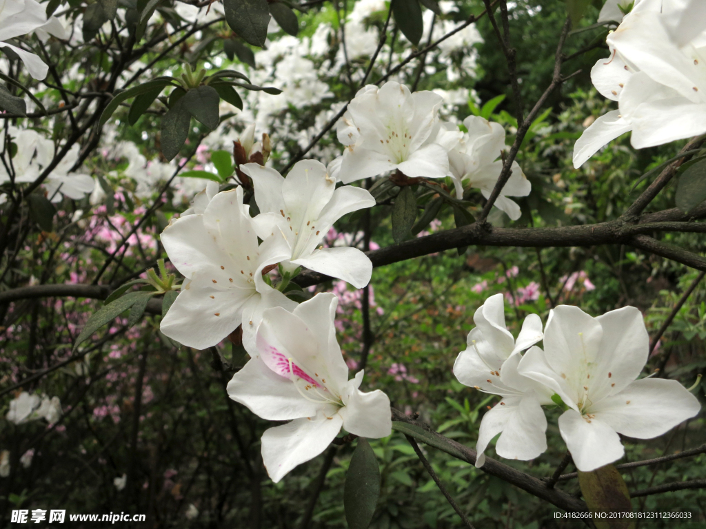 白色杜鹃花