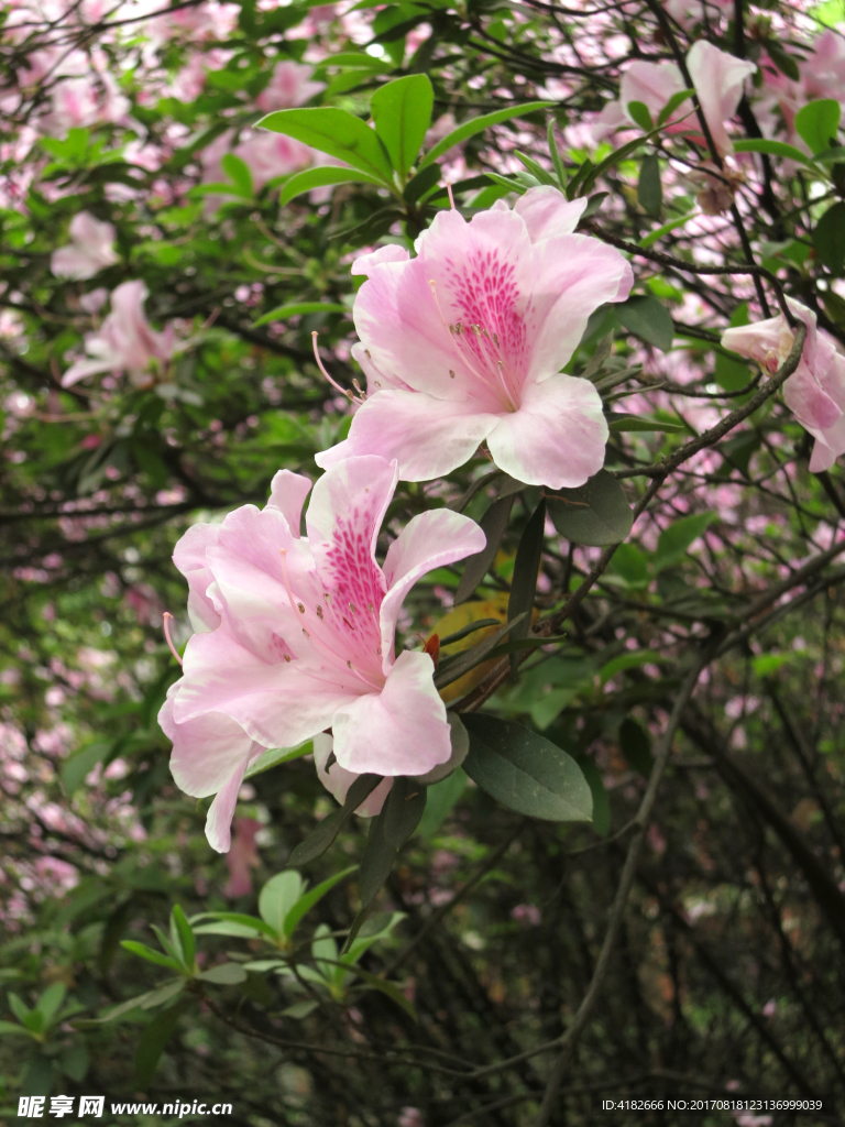 粉红色杜鹃花