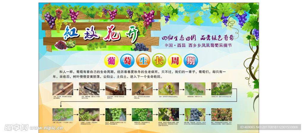 葡萄种植技