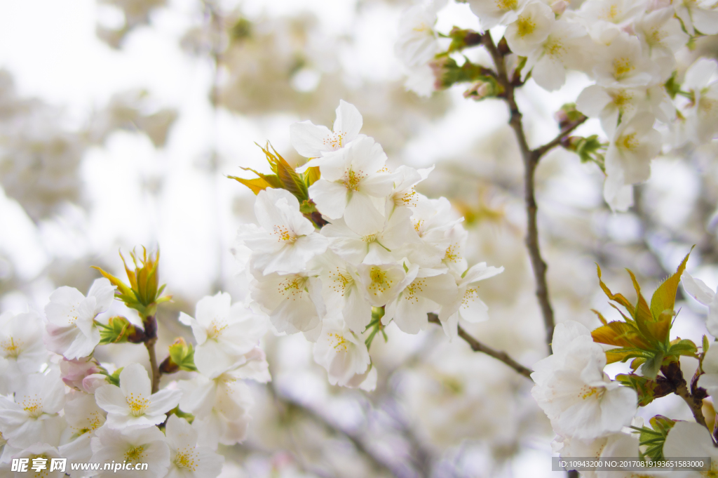 樱花