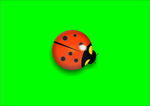 矢量七星瓢虫