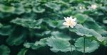 荷花图片素材