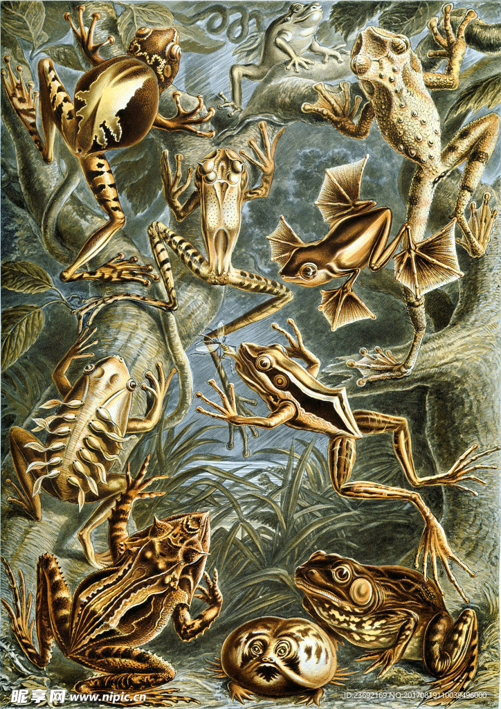 艺术生物