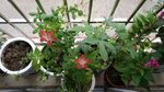 箭叶秋葵 鸡冠花