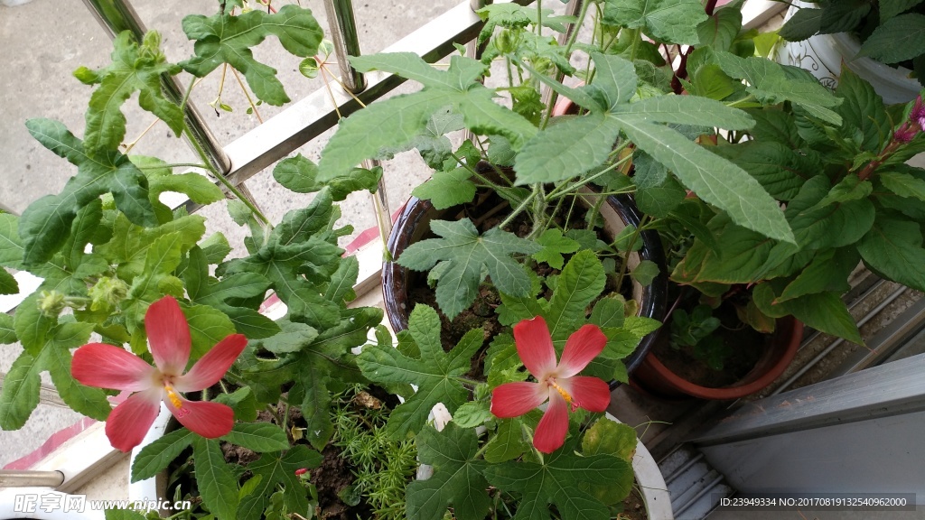 红花叁