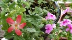 箭叶秋葵 长春花