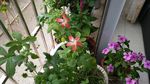 箭叶秋葵 长春花