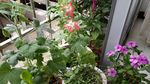五指山叁 长春花 鸡冠花