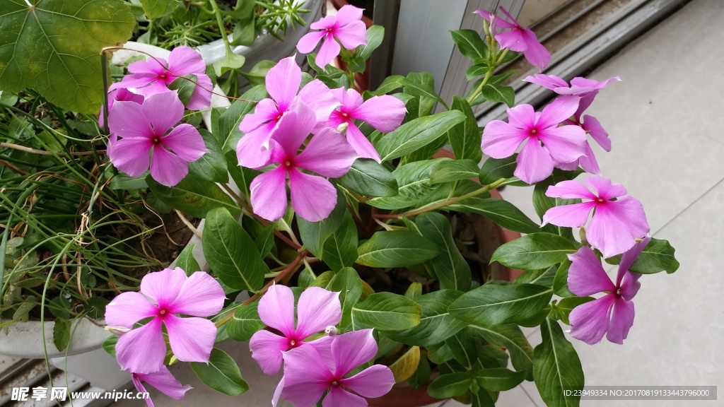四季梅