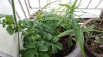 仙鹤草