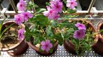 长春花