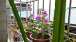 长春花