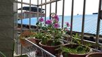 长春花