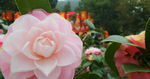 山茶花特写