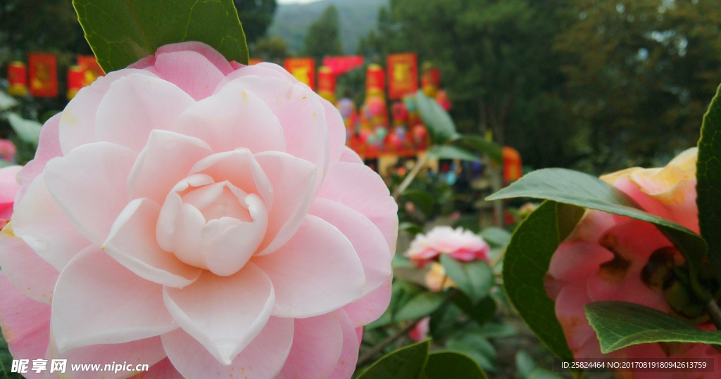 山茶花特写