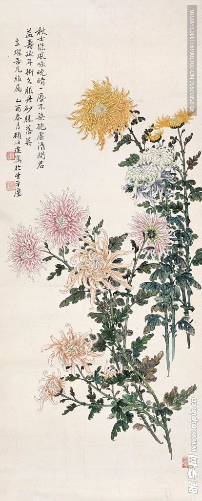 一尘不染秋菊