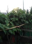 菜地