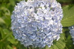 八仙花