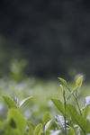 龙井茶